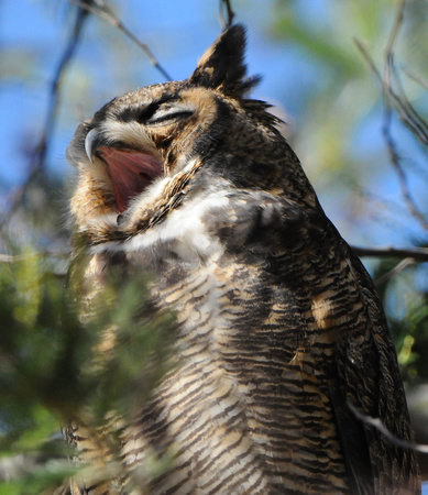 yawning Great Horned OWl!!