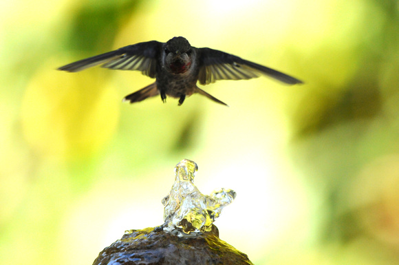 Hummingbird fountain