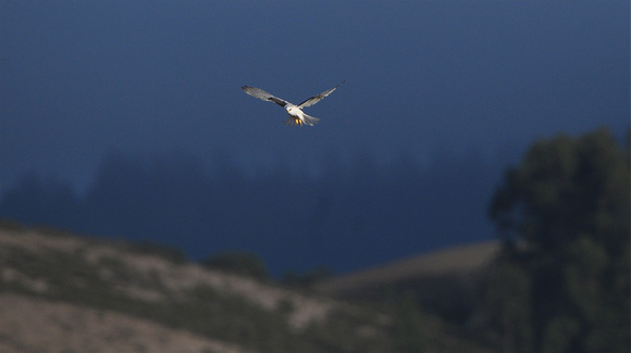 White-tailed Kite hovering