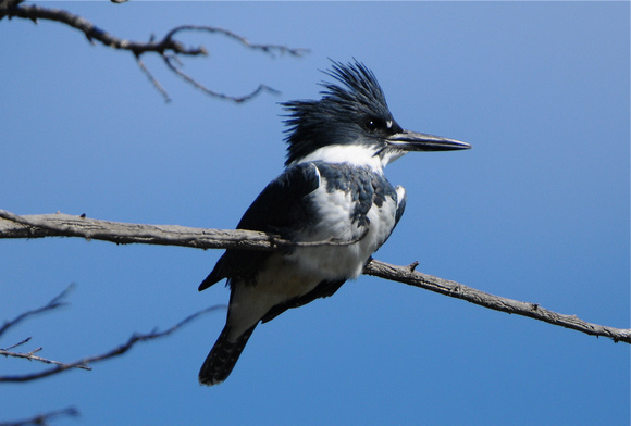 Belted Kingfisher- male