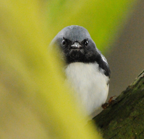 ANGRY BIRDS ---Black-throated Blue Warbler