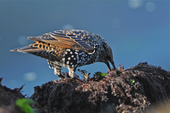 Starling in winter plumage