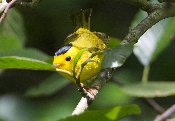 Wilson's Warbler - male