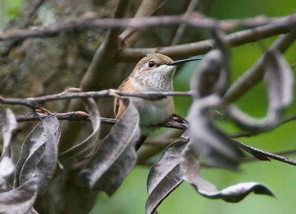 Juvenile Allen's Hummingbird,
