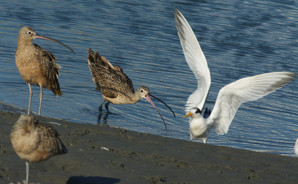 Long-billed Curlew and Elegant Tern