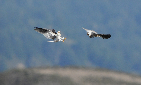 White-tailed Kites sparring