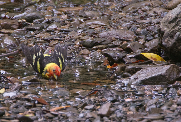 Western Tanager - male