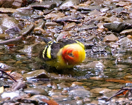 Western Tanager bathing