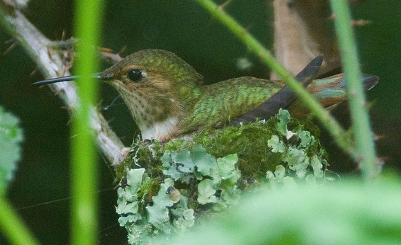 Allen's Hummingbird - female