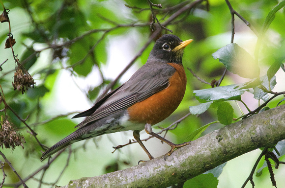 American Robin - male