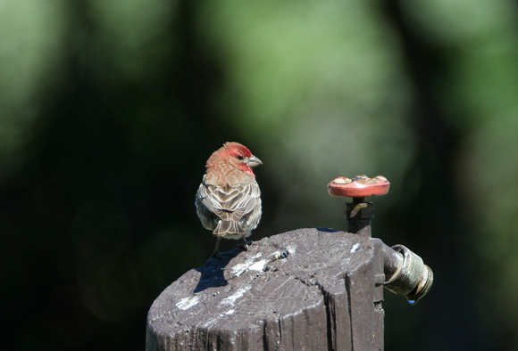 House Finch male at faucet