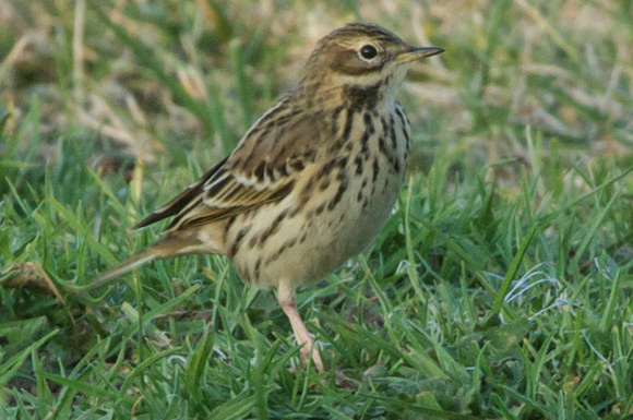 Red-Throated Pipit #3