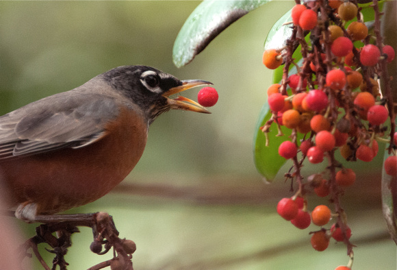 American Robin with Madrone Berry