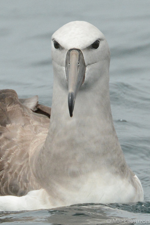 Salvin's Albatross (Thalassarche salvini) immature