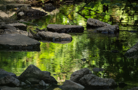 Sausal Creek green reflections
