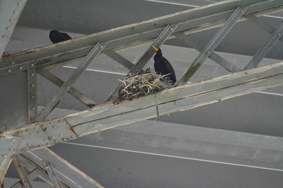 well-built nest with young