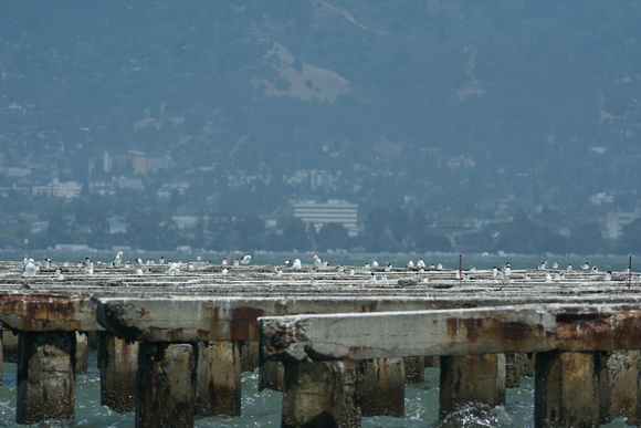 Forster's Terns on Berkeley Pier