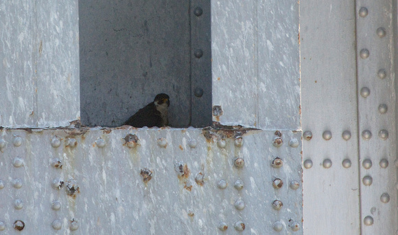 Peregrine Falcon nest on old bay bridge