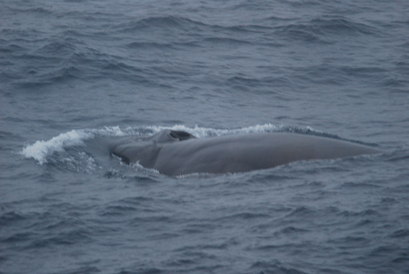 Fin Whale-bering sea