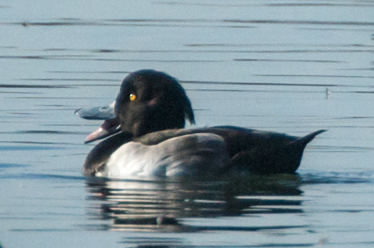 Tufted Duck returns to Lake Merritt again!