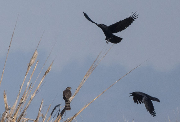 Sharp-shinned Hawk w/ crow harassment