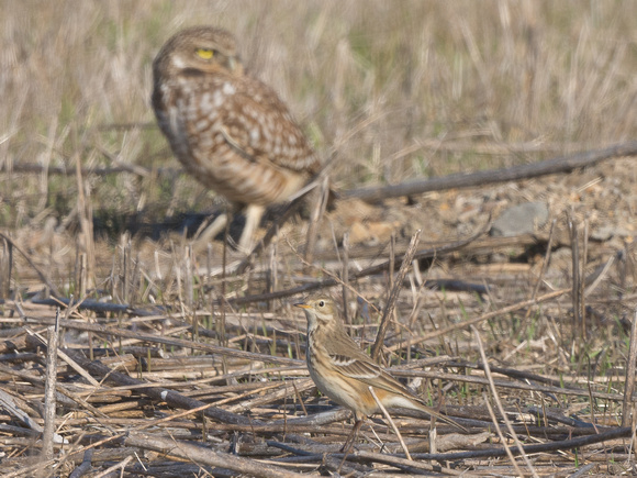 Am. Pipit and burrowing owl