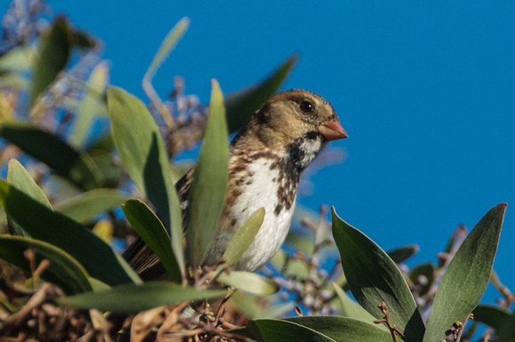 Harris's Sparrow (Zonotrichia querula) immature