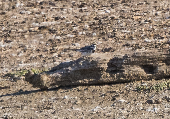 White Wagtail (Motocilla alba ocularis)