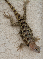 Desert Spiny Lizard (Sceloporus magister)