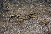 Leopard Lizard (Crotaphytus wislizenii)