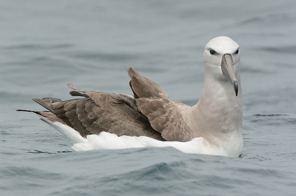 Salvin's Albatross- MEGA RARITY