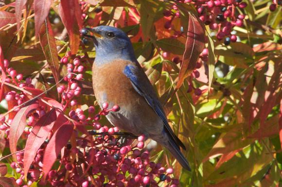 Western Bluebird eating piscahe berry