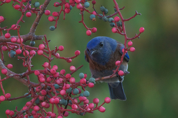 Western Bluebird eating Chinese Pistacia berries