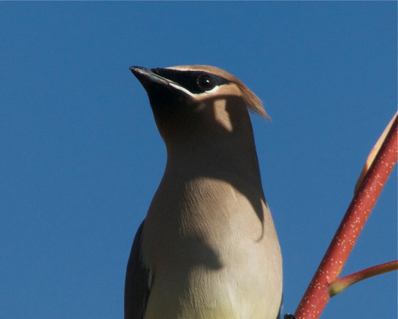 Waxwing profile