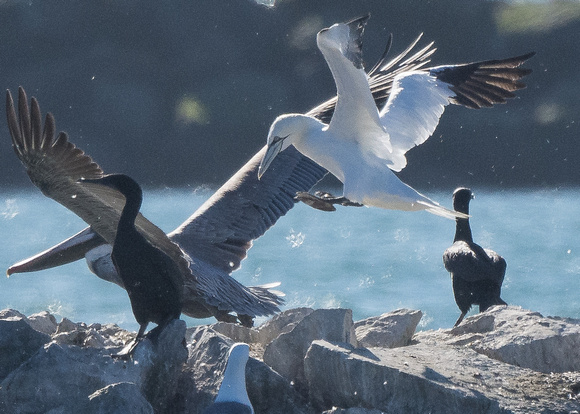 N. Gannet, pelican and cormorants