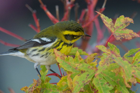 Townsend's Warbler, young male