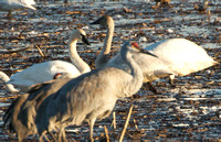 Tundra Swans (adult and Juvenile) and Crane