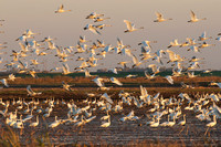 Swans take flight at sunset
