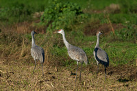 Sandhill Cranes parents with young