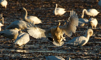 Tundra Swan coming in for a landing