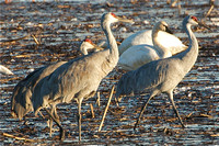 Sandhill Cranes and Tundra Swan