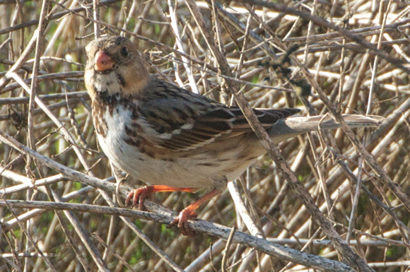 Harris's Sparrow- immature (Zonotrichia querula)