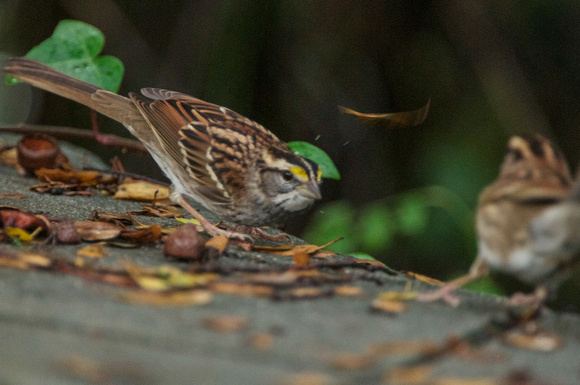 2 White-throated Sparrows skirmish