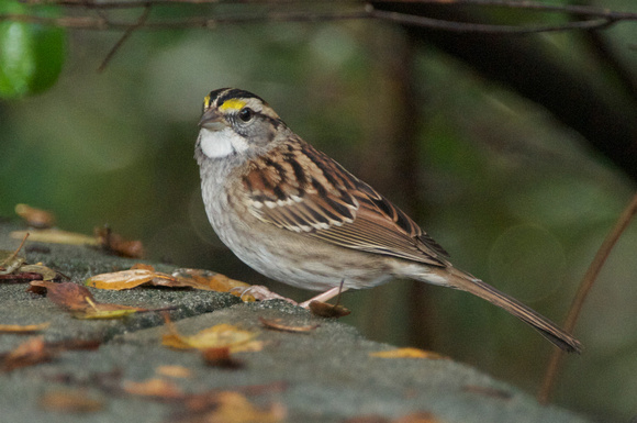 White-throated Sparrow (Zonotrichia albicolis)