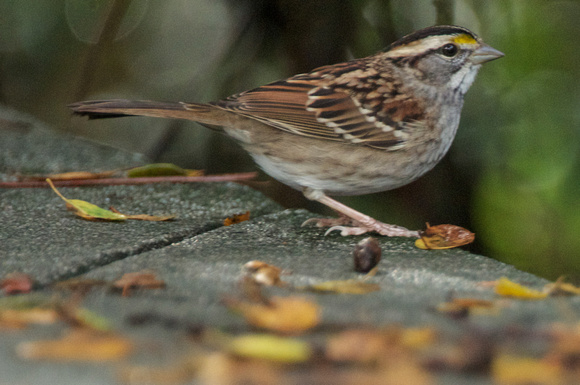 White-throated Sparrow profile