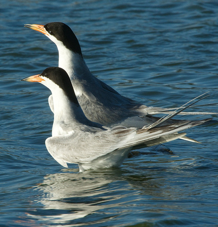 Forster's Tern courtship pose