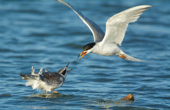 Forster's Terns touch and go