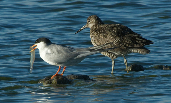 tern and willet