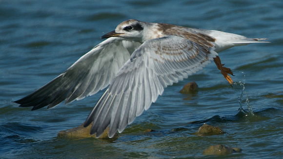 fledgling tern takes off