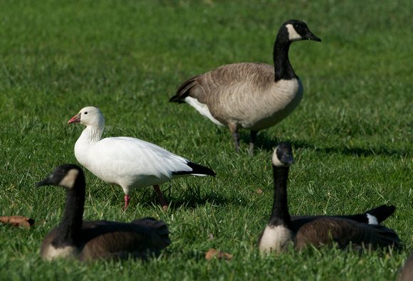 Ross's Goose and Canada Geese